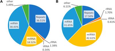 Standardized Polyalthia longifolia leaf extract induces the apoptotic HeLa cells death via microRNA regulation: identification, validation, and therapeutic potential